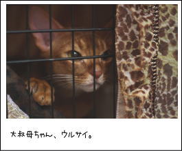 控えケージのキィ坊