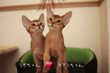 2009_1005_02.gif
