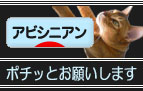 abyssinian_ba.jpg